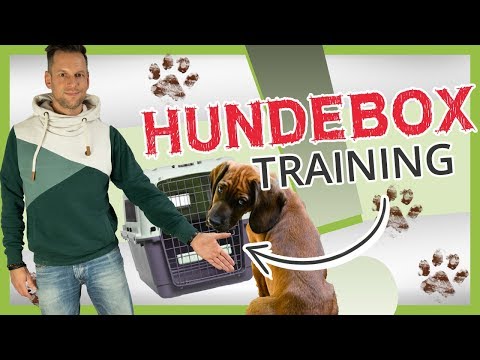 HUNDEBOX-Training: Eingewöhnung, Training und richtige Verwendung