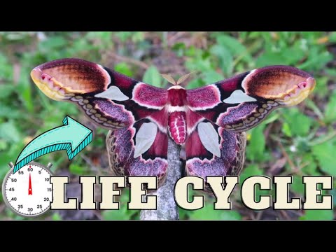 One-Minute Lifecycle: Breathtaking Silkmoth - Rothschildia erycina - Unique emperor moth species!