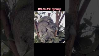 シドニーでコアラの親子に会えた!🐨💕|WILD LIFE Sydney