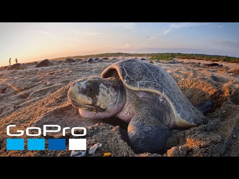 GoPro Cause: Protecting Millions of Sea Turtles with WILDCOAST | Kindhumans