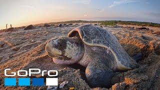 GoPro Cause: Protecting Millions of Sea Turtles with WILDCOAST | Kindhumans