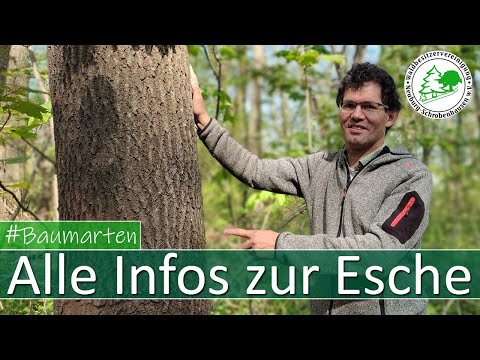 Alle Infos zur Esche und zum Eschentriebssterben