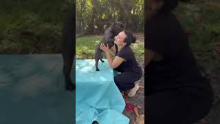 Video preview image #1 French Bulldog Puppy For Sale in Weston, FL, USA