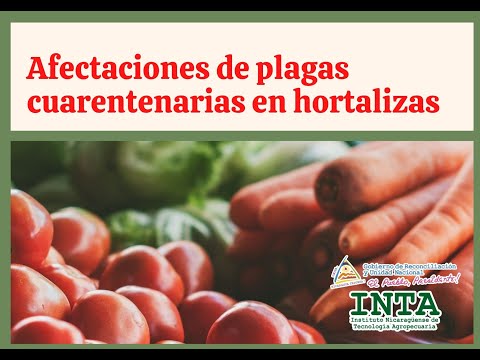, title : 'Afectaciones de plagas cuarentenarias en hortalizas'