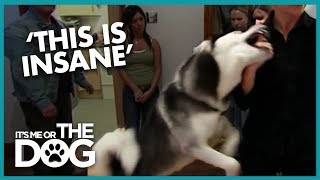 Dangerous Husky with No Bite Inhibition | It's Me or the Dog