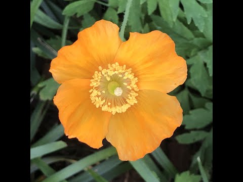 Nature  Leiden, december 2021 #ambient  #chill  #nature