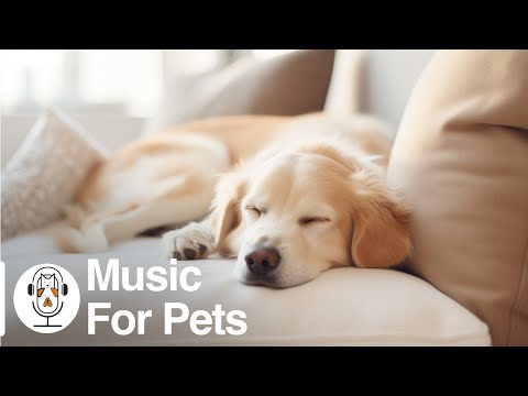Música relajante para perros para calmarse, relajarse y dormir | Musicoterapia para perros Ayuda ...