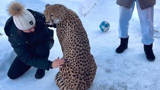 Искренние эмоции человека, впервые трогающего гепарда!  Море восторга❤️
