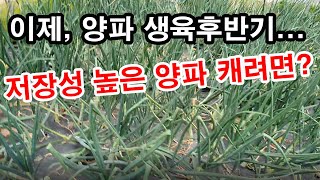 이제, 양파 생육 후반기... 저장성 높은 양파 캐려면/(양파 재배, 양파 가꾸기, 양파 캐기, 양파 수확시…