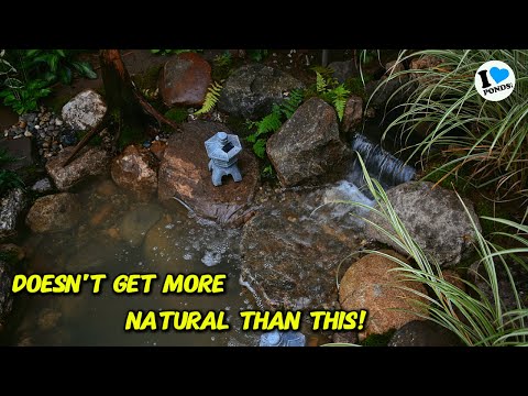 This is why your pond doesn't look good!