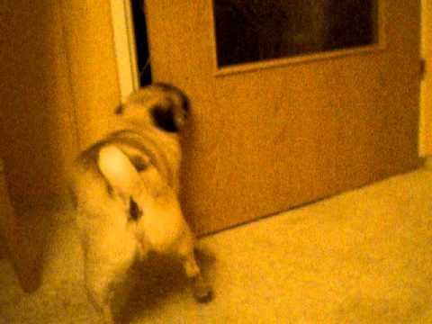 Mops macht die Tür zu