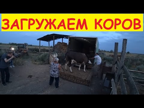 ДЕНЬ ОТЪЕЗДА... Птица. Перевозка КРС / Семья в деревне