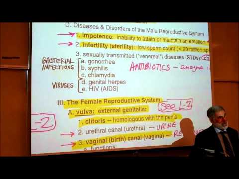 BIOLOGY; REPRODUCTIVE SYSTEM; PART 1 by Professor Fink.wmv