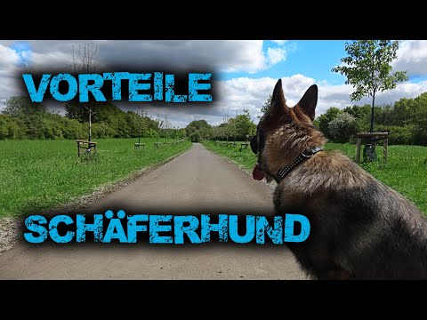 5 gute Gründe FÜR einen SCHÄFERHUND / DDR Linie / Geschichte deutscher Schäferhund
