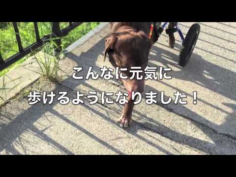 ラブラドールの陸くん犬用車いすで歩く