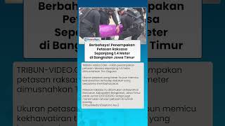 Berbahaya! Penampakan Petasan Raksasa Sepanjang 1,4 Meter di Bangkalan, Dimusnahkan Tim Gegana