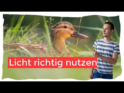 Bessere Bilder durch schönes Licht - Vogelfotografie lernen Teil 2
