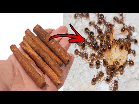 How to Get Rid of Ants in the House Permanently || 7 Home Remedies to Get Rid of Ants in the Kitchen
