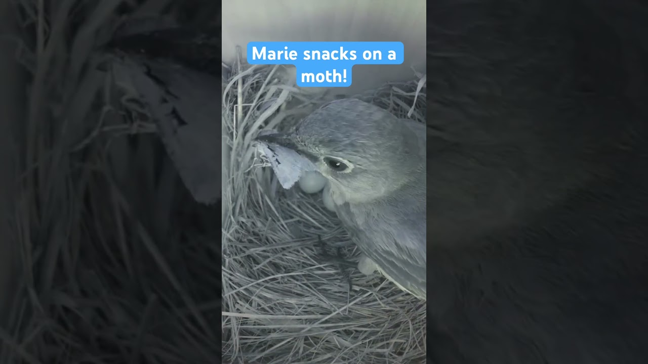 Marie has a nice little snack!