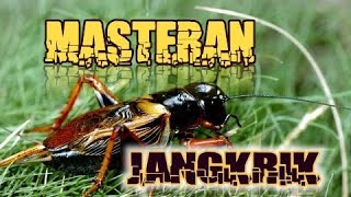 Download lagu Masteran suara Jangkrik mp3 Download lagu Masteran suara Jangkrik mp3