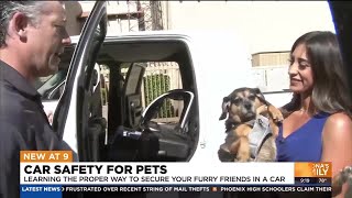How to properly secure your pet during a car ride
