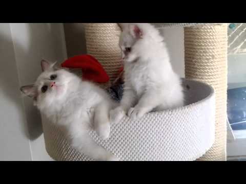 Aijaicats ragdolls