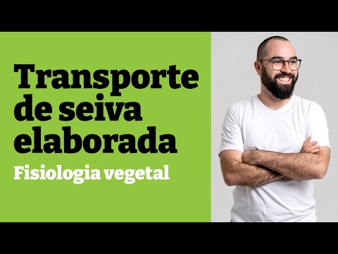 Transport of elaborated sap [UNDERSTAND!] | Plant Physiology - Lesson 26 - Botany | Prof. Gui