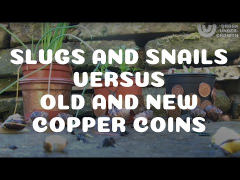 Slugs and snails versus copper pennies – Old and new copper pennies