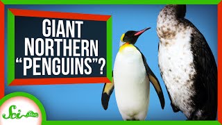 The Northern Hemisphere’s Very Own Giant Penguins (Sort Of)