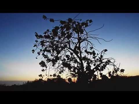 Chando Rib'e Track - Lessons [Official Music Video]