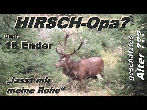 Hirsch Opa? - total abgekämpft, sucht sich einen ruhigen Platz - (Wer kann sein Alter einschätzen?)