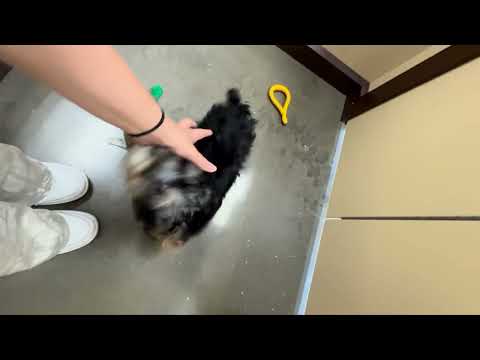 Yorkiepoo - 309 video preview