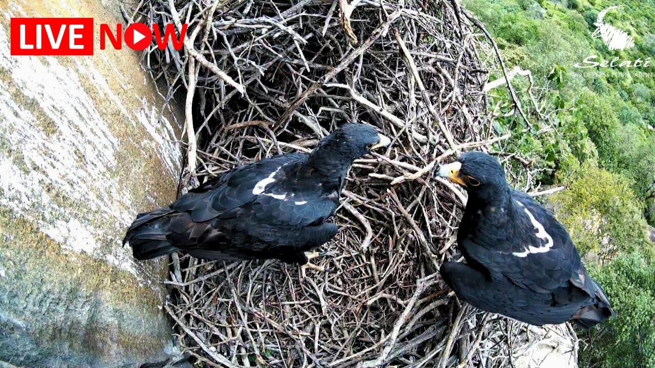 LIVE Black Eagle Nest Cam 2026 | Breeding Season - South Africa