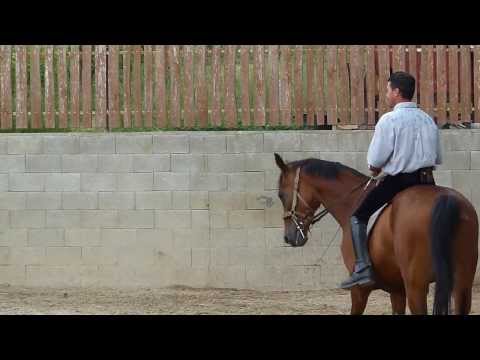 Lovasnap - 2013.06.22. (2)