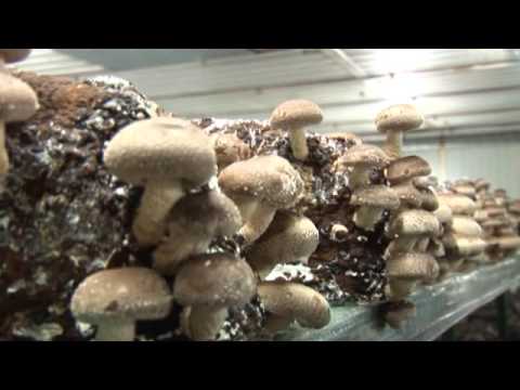 Prognose: 2018 schwarze Zahlen in der Pilzproduktion - ELSTERWELLE