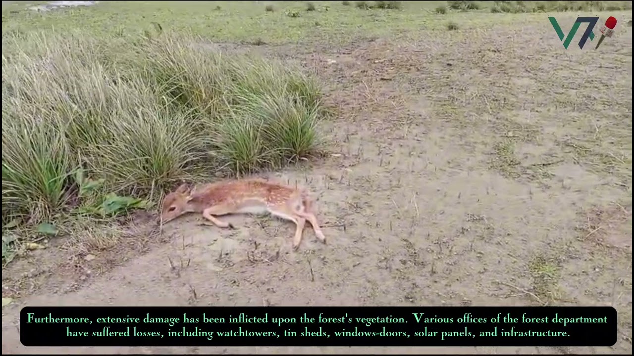 Sundarbans Wildlife Devastated, Infrastructure Damaged