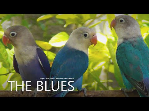 Lovebird Chirping Sounds - The Blues