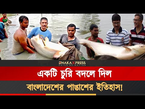 বাংলাদেশে থাই পাঙাশ যেভাবে বাজার দখল করল