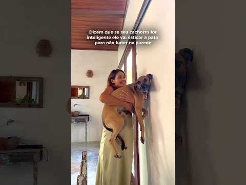 Teste pra ver se seu cachorro é inteligente ou não