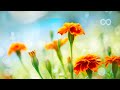 12 Hours Of Relaxing Music Piano Music For Stress Relief Sleep Music Meditation Music Brenda