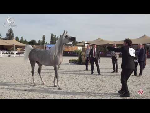 N.70 DA LITTLE PRINCESS - European Championship 2020 - Prague - Mares 4-6 Years Old (Class 8)