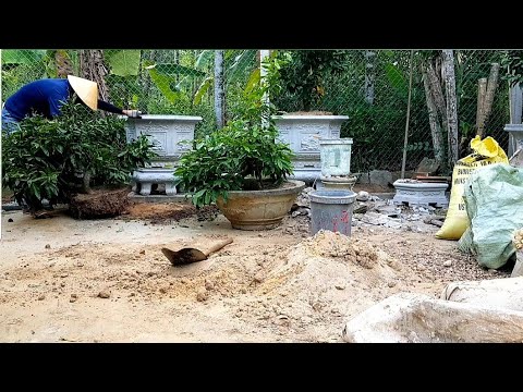 những lưu ý thay chất trồng cây mai vào tháng 7.