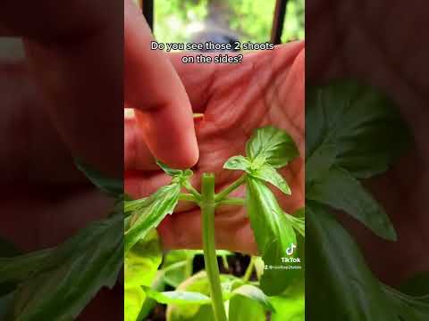 バジルの剪定と収穫方法