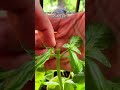How To Prune And Harvest Basil