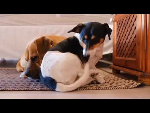 Cute Dogs || Adorable Moments