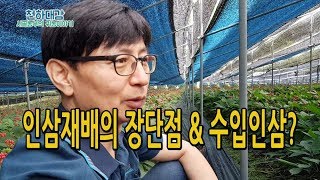 인삼재배의 장단점 및 수입인삼 현황 및 영향력 [시골농부 천하대감]