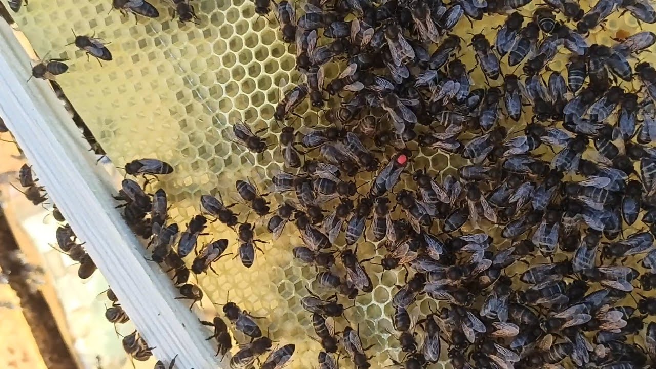 امر مفرح و لايصدق رغم البرودة الى ان النحل يبني الشمع بقوة  