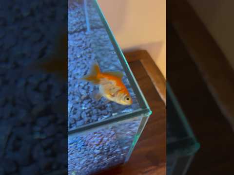 How to tell if goldfish sleeping or dead? #shortsfeed #shorts #cat