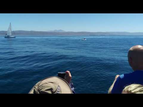 Newport Beach whale watching cruise June 27, 2017