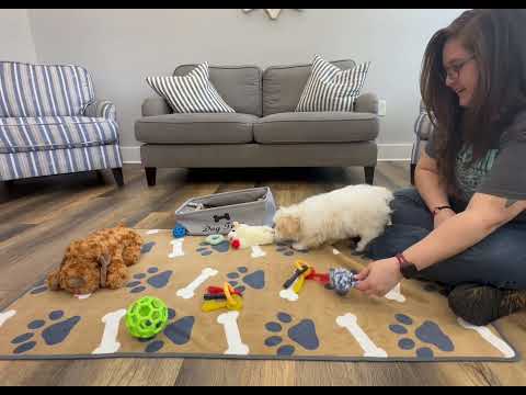 Naveen, the Maltipoo